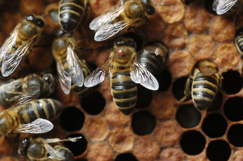 File:Honeybee varroa 14.jpg